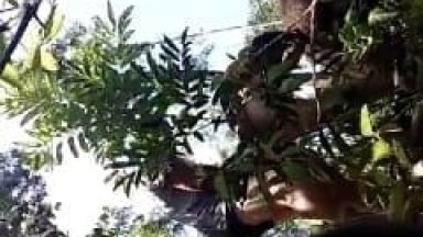 Daniela Amadora Safada Foi Com Seu Esposo Tarado Pro Meio do Mato e Colocou a Câmera Pra Filmar a Putaria ao Ar Livre – AM